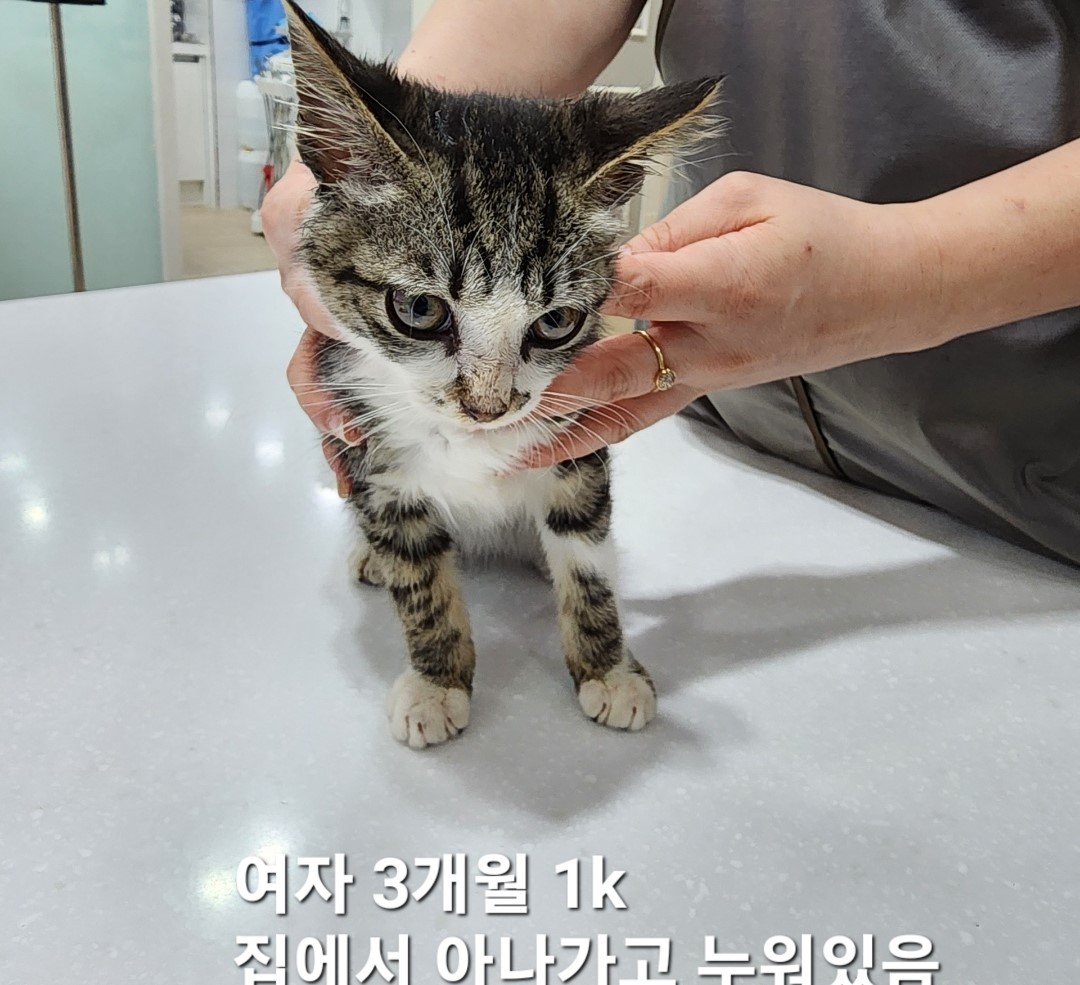 옥천동물병원_443443202400566